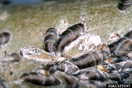 Adult oystershell scale inverted to reveal masses of white eggs, the overwintering stage