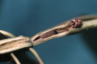 Larvae of cottonwood twig borer