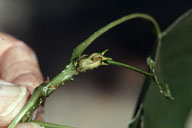 Cottonwood twig broken at larval tunnel of cottonwood twig borer