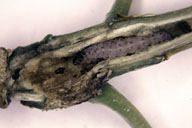 Larvae of cottonwood twig borer