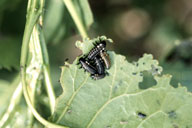 A group of cottonwood leaf beetle larvae feeding on leaf
