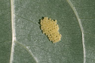 A close view of an egg mass