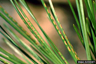 Egg scars of European pine sawfly in needles of Scots pine