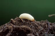 Larvae of black vine weevil are cream colored, with a brown head and no legs.