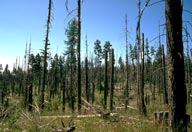 Stand with dead trees 10 years after a western spruce budworm outbreak in Oregon