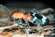 The predatory checkered beetle is a common predator of the southern pine engraver