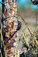 Pitch-eating weevil on a pine stem, the adult's feeding site