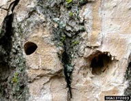D-shaped emergence hole of emerald ash borer (left) and hole made by woodpecker (right) where an emerald ash borer larva was removed