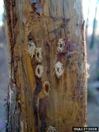 Cocoons on trunk with bark removed