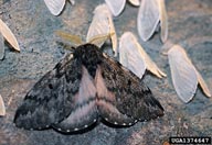 Male adult of Pandora moth