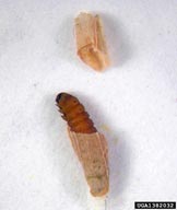 View of larch casebearer larva with case partially removed