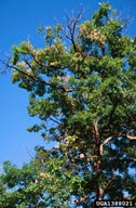 The earliest signs of twolined chestnut borer attack are wilting of foliage in later summer and then death of upper limbs of tree