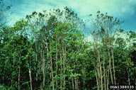 Defoliation of American basswood by introduced basswood thrips