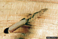 Larvae in galleries inside wood