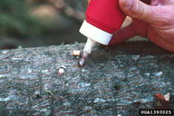 Applying nematodes to an infested tree for biological control.  Inoculation holes are made with a special punch hammer.