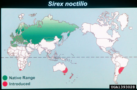 Worldwide distribution of Sirex woodwasp, before its invasion in North America