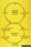 Life cycles of the two forms of the nematode 