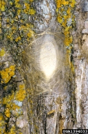 Forest tent caterpillar cocoon (with pupa inside)