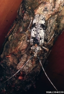 Adult white oak borer