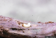 Larva of pine root collar weevil dissected out of wood