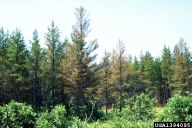 Damage (see browning) to stand of host trees by jack pine budworm larvae