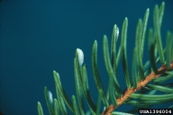 Egg mass of the sugar pine tortrix