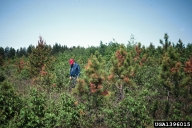 Saratoga spittlebug feeding damage to red pine