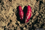 Pupae of variable oak leaf caterpillar