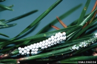 Eggs of the pine tussock moth