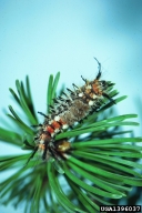 Larva of pine tussock moth