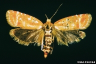Adults of European pine shoot moth