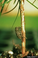 Feeding by adult pales weevils can girdle and kill seedlings