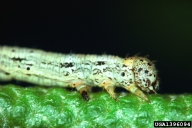 Larvae of spring cankerworm