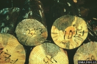 Blue stain damage in logs affected by the larger shoot beetle
