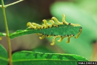 Young larvae feeding in a group