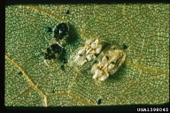 Size of mature nymphs of sycamore lace bug (black, on left) as compared to adults