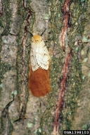 Female European gypsy moth on egg mass; note white wings with brown zigzag lines