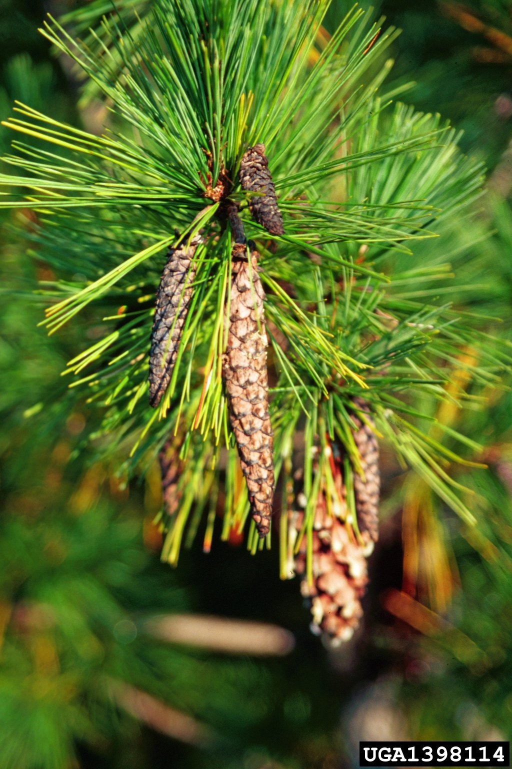 Forest Pest Insects in North America: a Photographic Guide