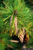 Dead white pine cones, infested by larvae of white pine cone beetle may hang on trees for a period of time before dropping to ground