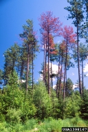 Group of red pines in Minnesota killed by pine engraver beetle