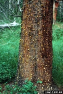 Pitch tubes of mountain pine beetle during initiation of attack