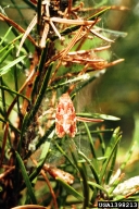 Adult of jack pine budworm
