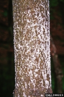 Closer view of pine trunk infested with pine bark adelgid