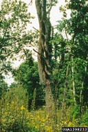 Old pine with multiple crooked trunks