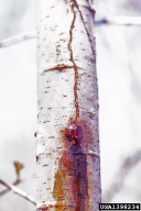 Sap leakage and bark staining on quaking aspen is a sign of poplar borer infestation.