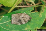 Adult of the western spruce budworm