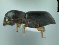 Adult of the redbay ambrosia beetle