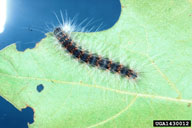 Larva of orange race