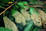 Group of young larvae feeding
