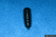 Pupa of pinkstriped oakworm